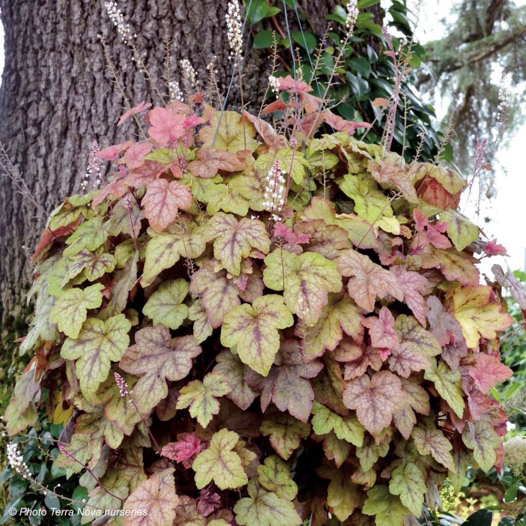 Heucherella Redstone Fall - Purperklokje
