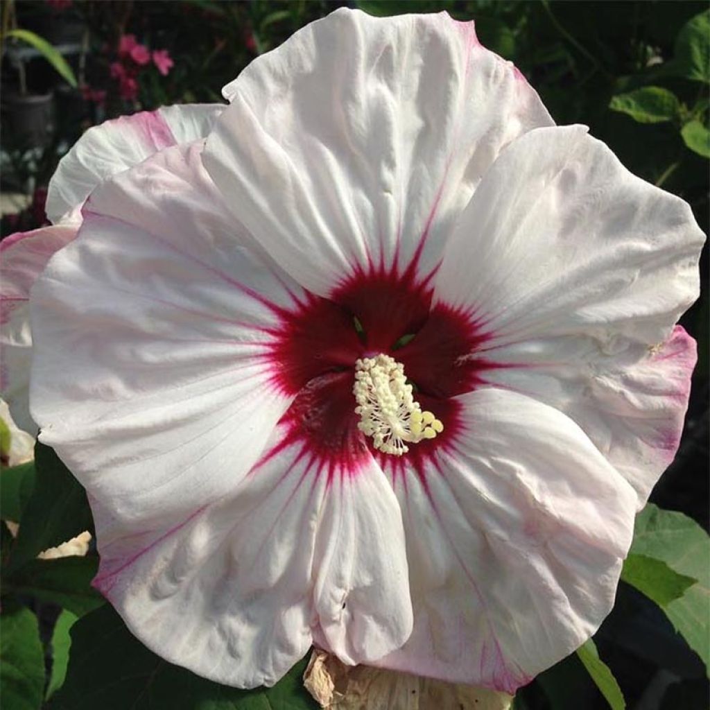 Hibiscus moscheutos Cherry Cheesecake - Moerashibiscus