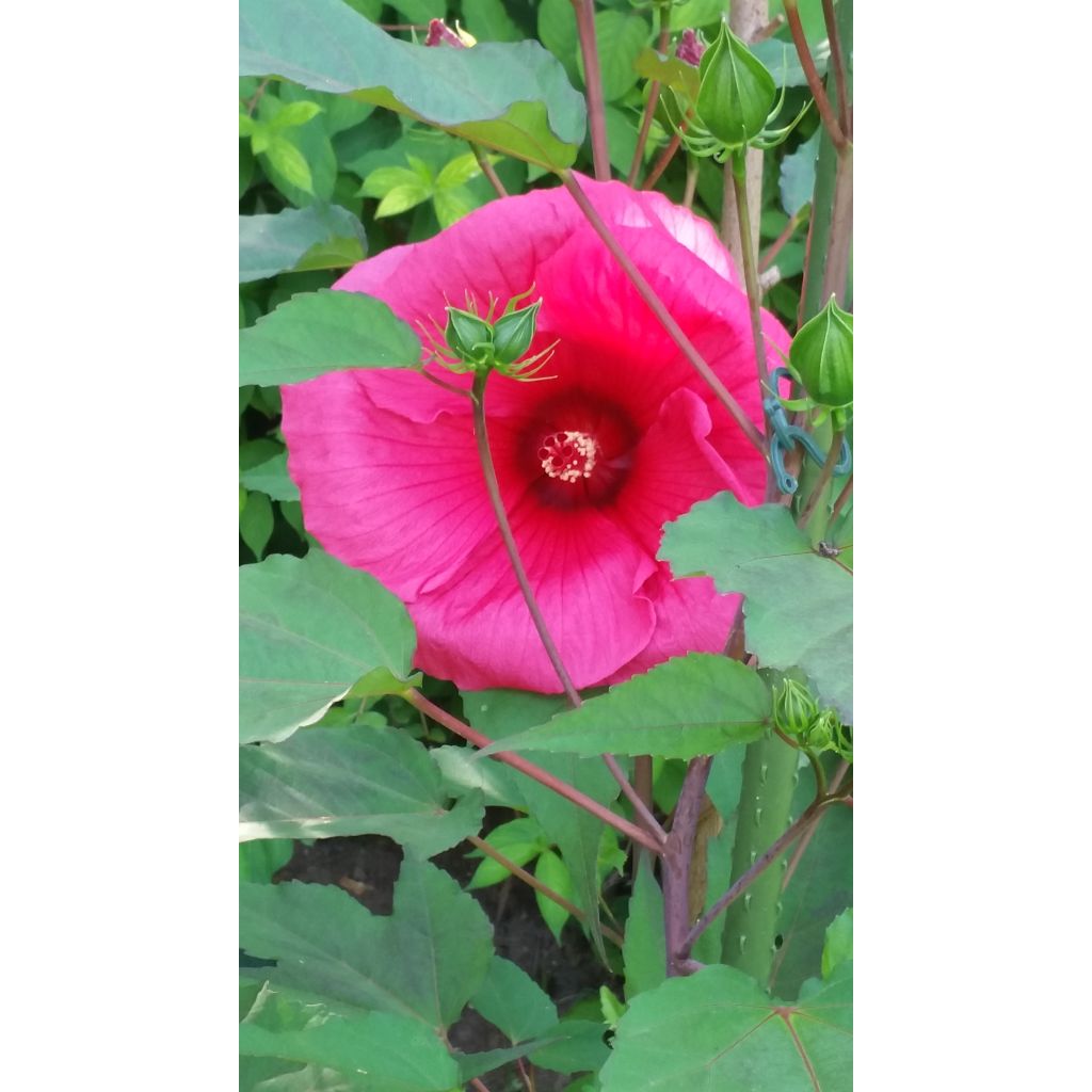 Hibiscus moscheutos Planet Griotte - Moerashibiscus