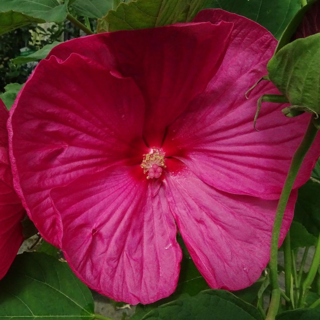Hibiscus moscheutos Roze - Moerashibiscus
