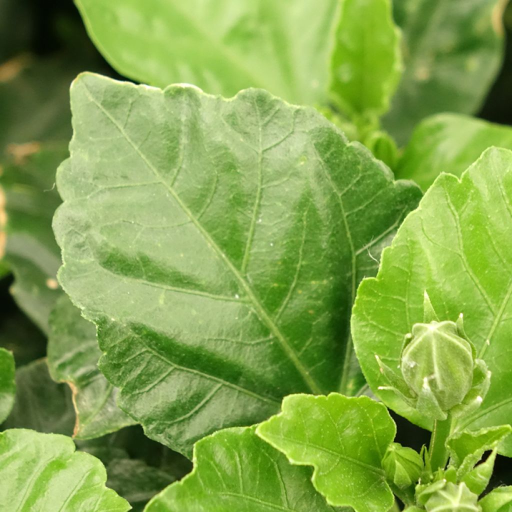Hibiscus rosa-sinensis - Chinese roos