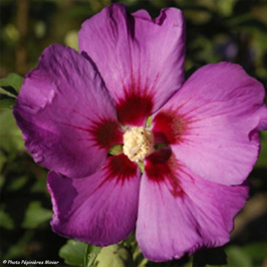 Hibiscus syriacus Russian Violet - Tuinhibiscus
