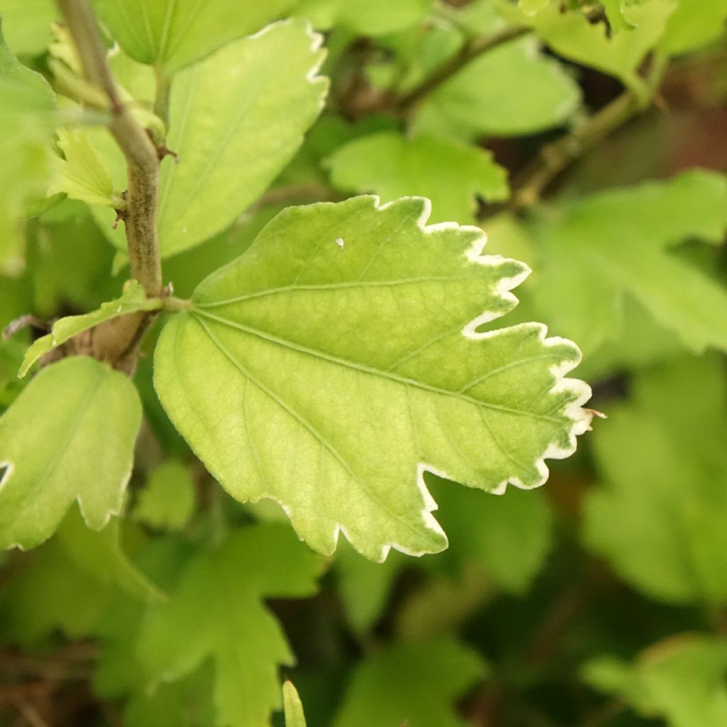 Hibiscus syriacus Flower Tower Ruby - Tuinhibiscus