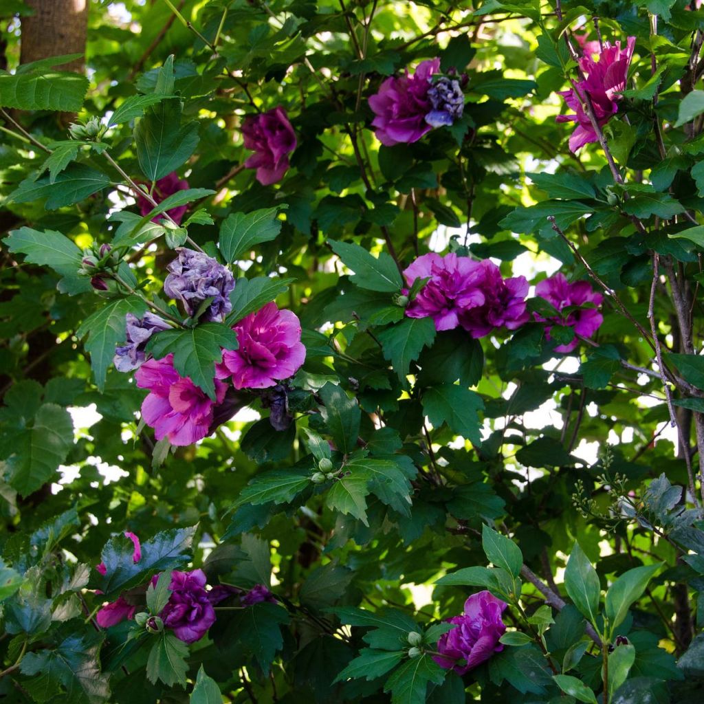 Hibiscus syriacus Freedom - Tuinhibiscus