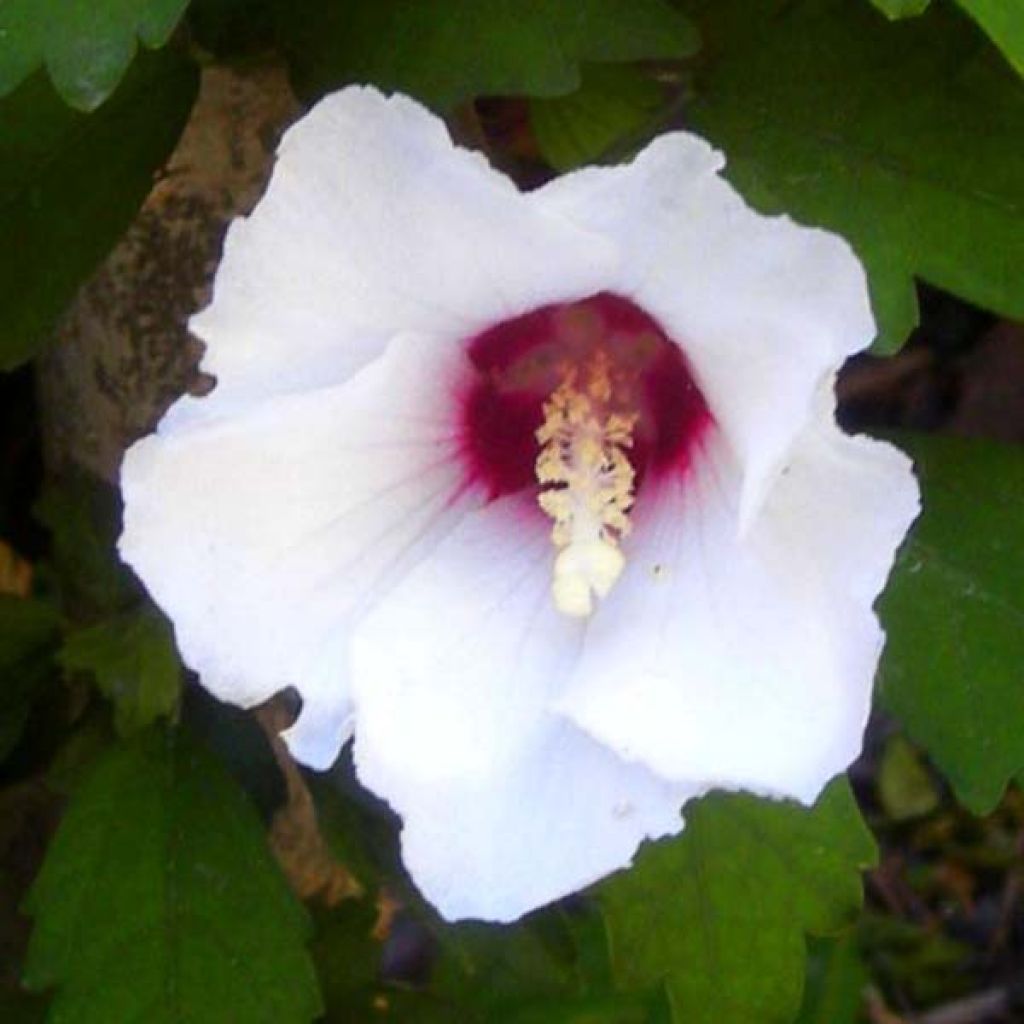 Hibiscus syriacus Speciosus - Tuinhibiscus