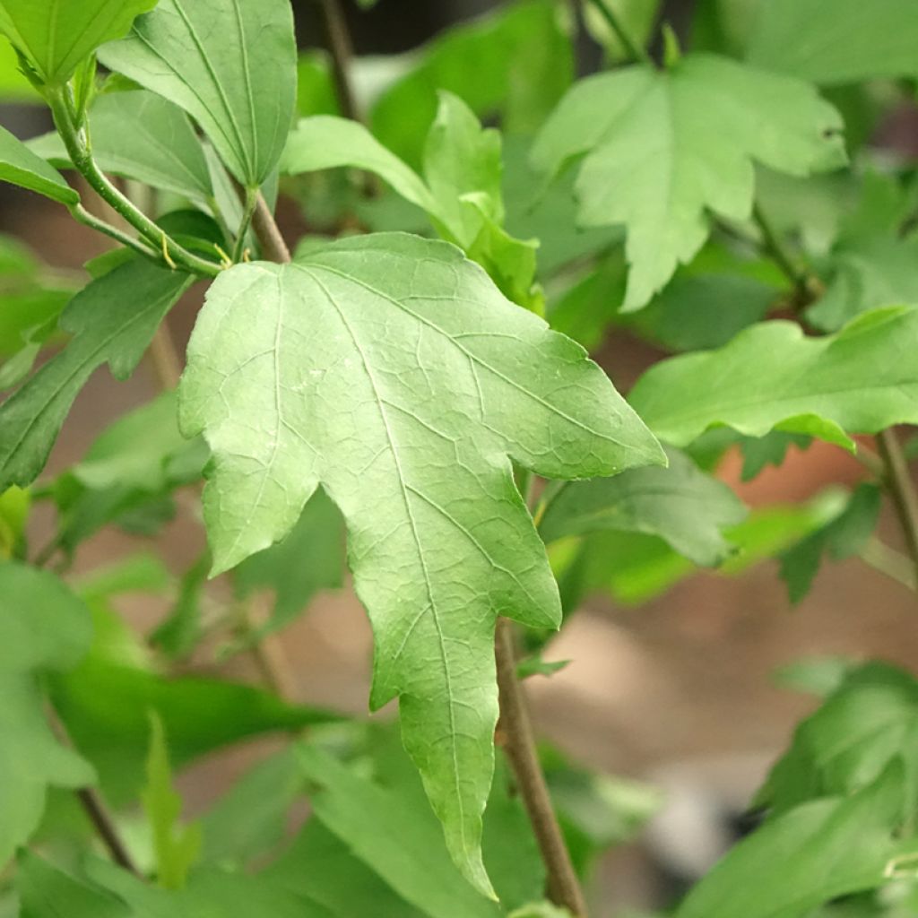 Hibiscus syriacus Three Sisters - Tuinhibiscus