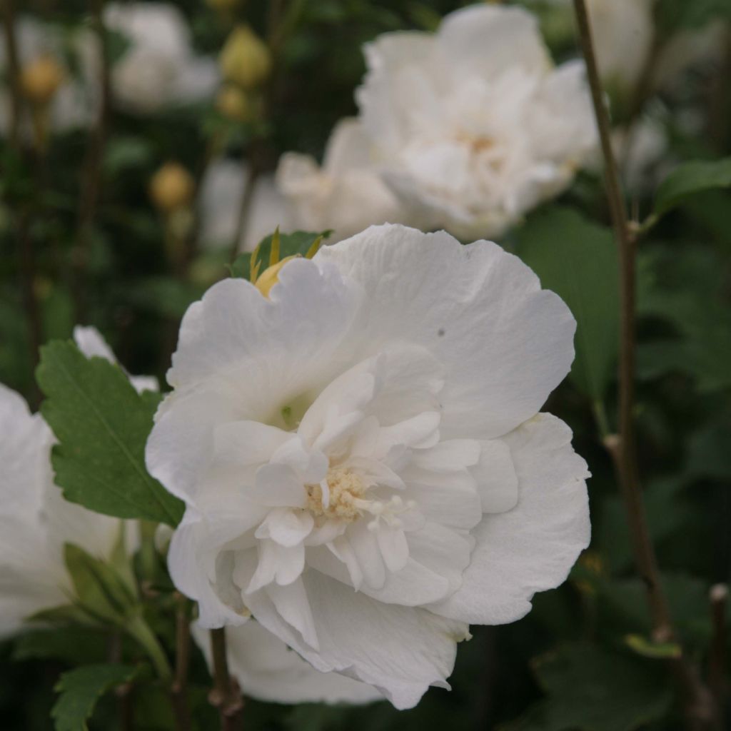 Hibiscus syriacus White Chiffon - Tuinhibiscus