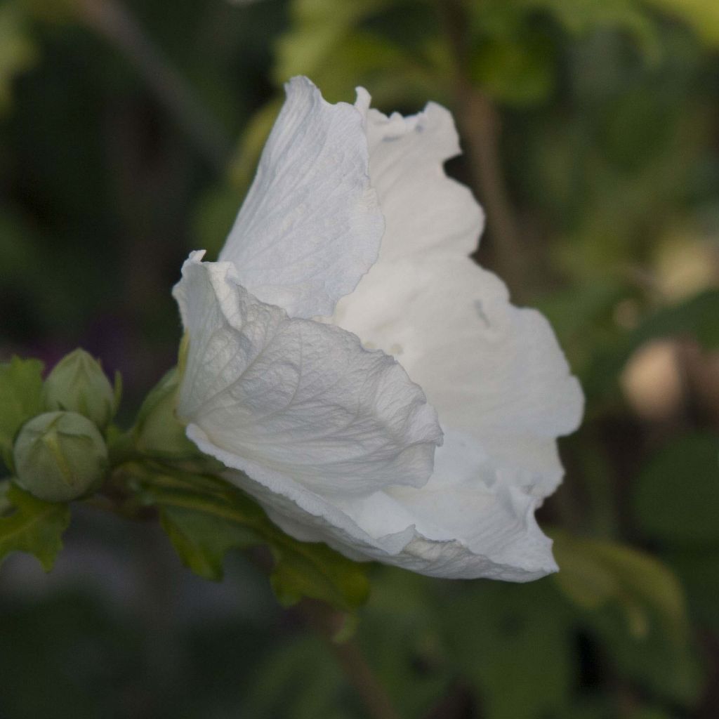 Hibiscus syriacus White Chiffon - Tuinhibiscus