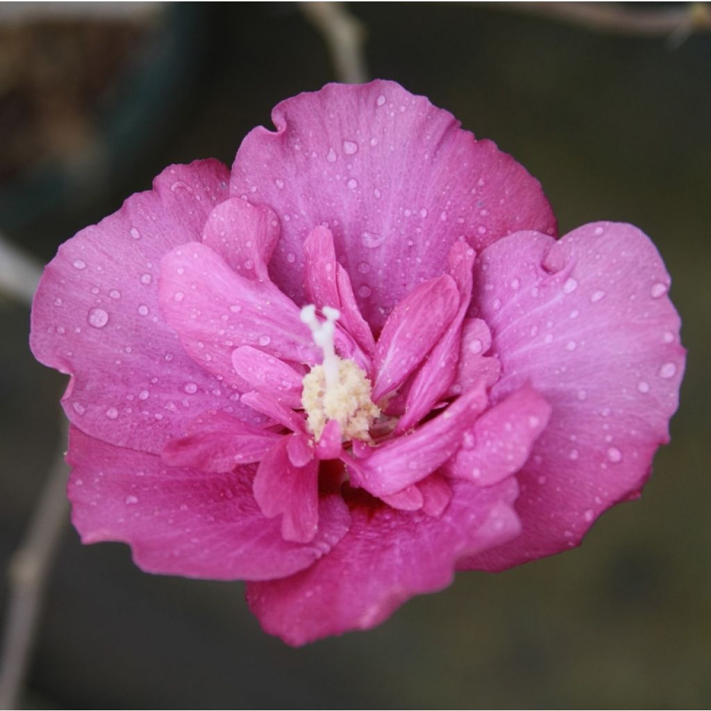 Hibiscus syriacus Magenta Chiffon - Tuinhibiscus