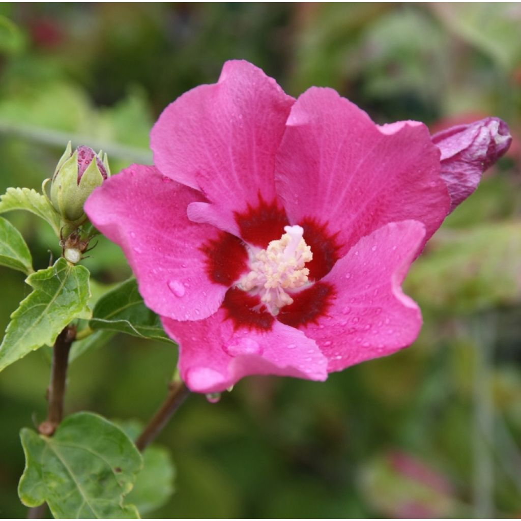 Hibiscus syriacus Woodbridge - Tuinhibiscus
