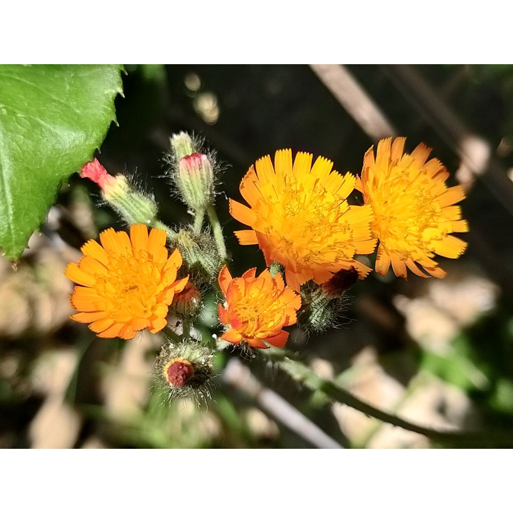 Hieracium aurantiacum - Oranje havikskruid