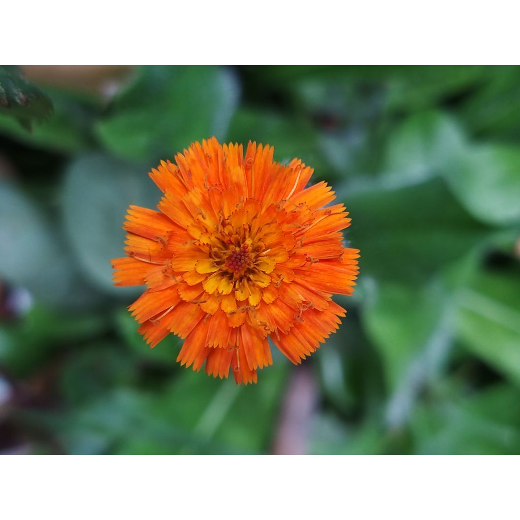 Hieracium aurantiacum - Oranje havikskruid