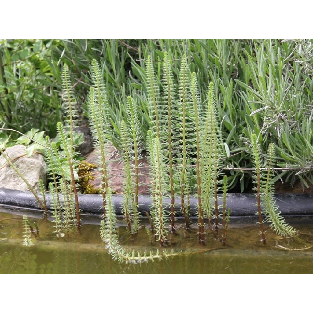 Hippuris vulgaris - Gewone lidsteng