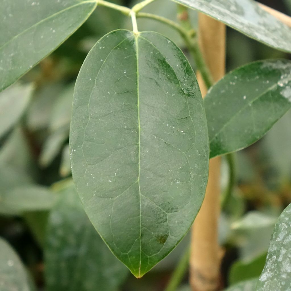 Holboellia traversii - Klimkomkommer