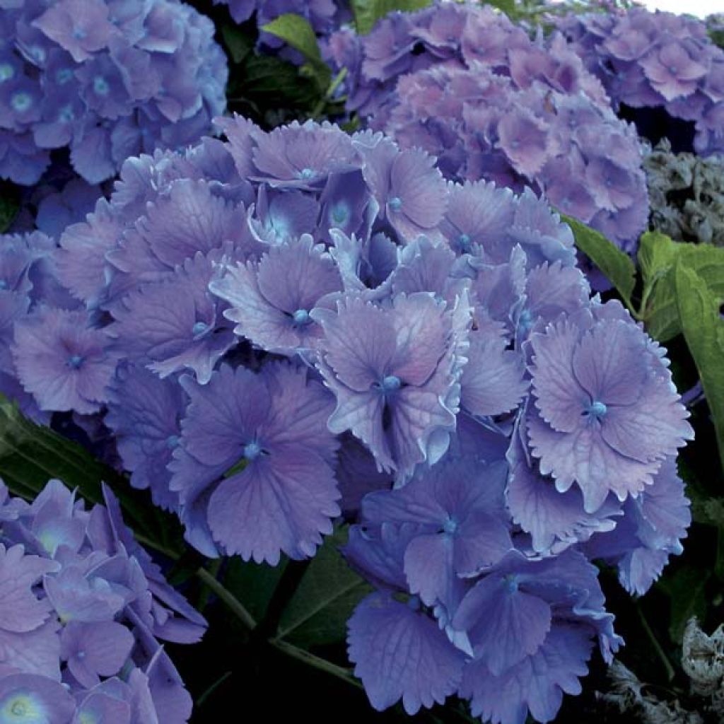 Hydrangea macrophylla Hambourg - Bolhortensia
