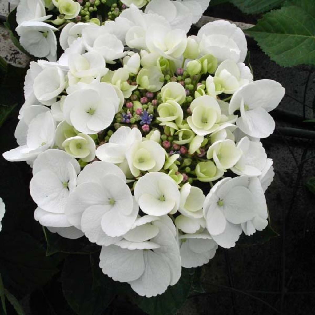 Hydrangea macrophylla Libelle Teller white - Schermhortensia
