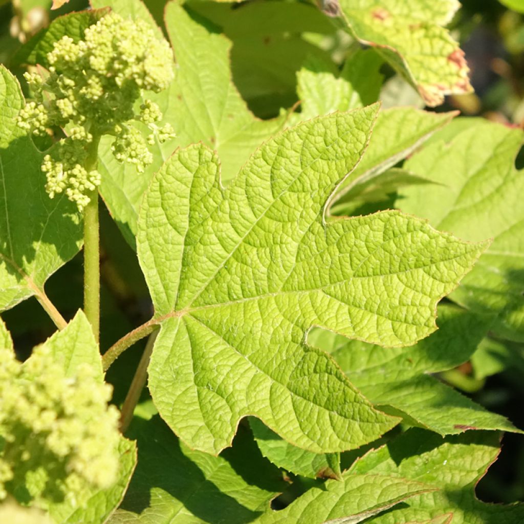 Dahlia Hapet Pastel - decoratieve dahlia