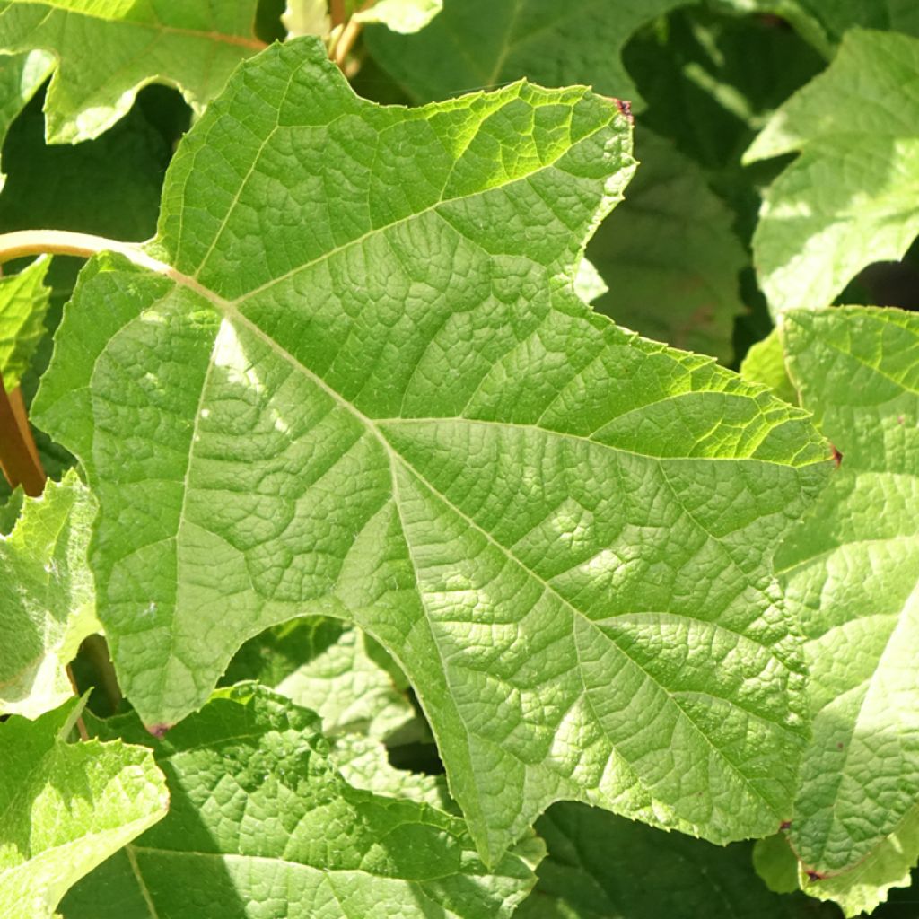 Hydrangea quercifolia Doughill Gatsby Star - Eikenbladhortensia