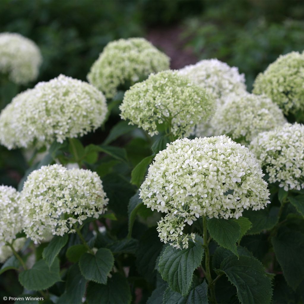 Hydrangea arborescens BellaRagazza Limetta - Struikhortensia