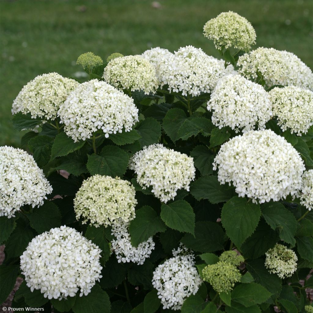Hydrangea arborescens BellaRagazza Limetta - Struikhortensia