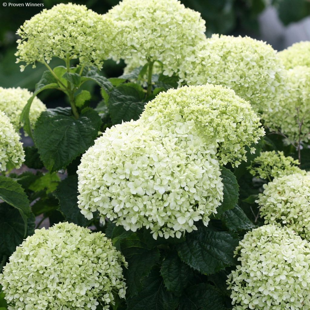 Hydrangea arborescens BellaRagazza Limetta - Struikhortensia
