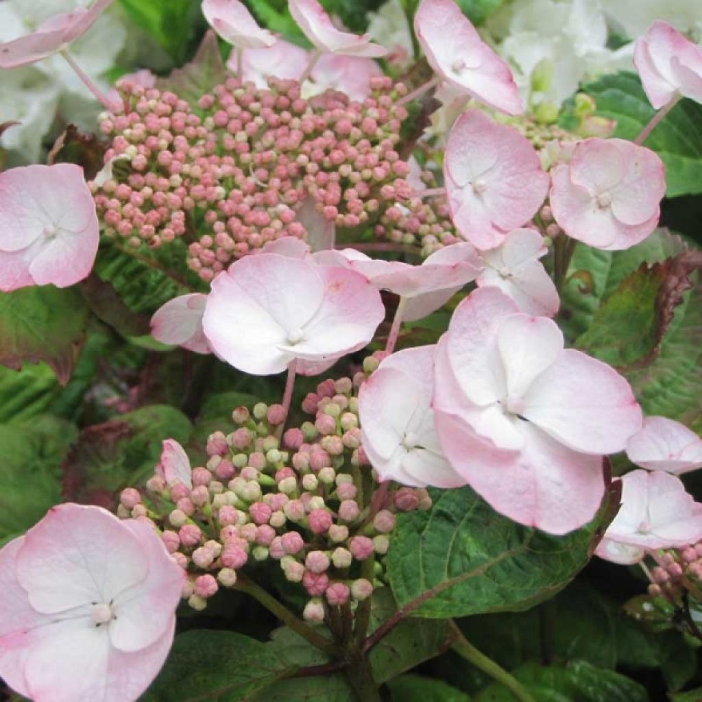 Hydrangea macrophylla Dolce Gipsy Dolgip - Bolhortensia
