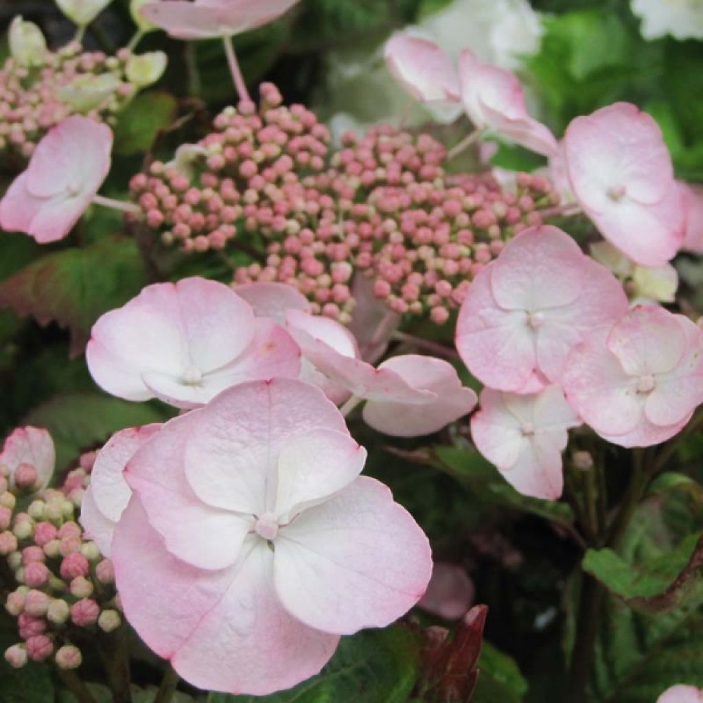 Hydrangea macrophylla Dolce Gipsy Dolgip - Bolhortensia