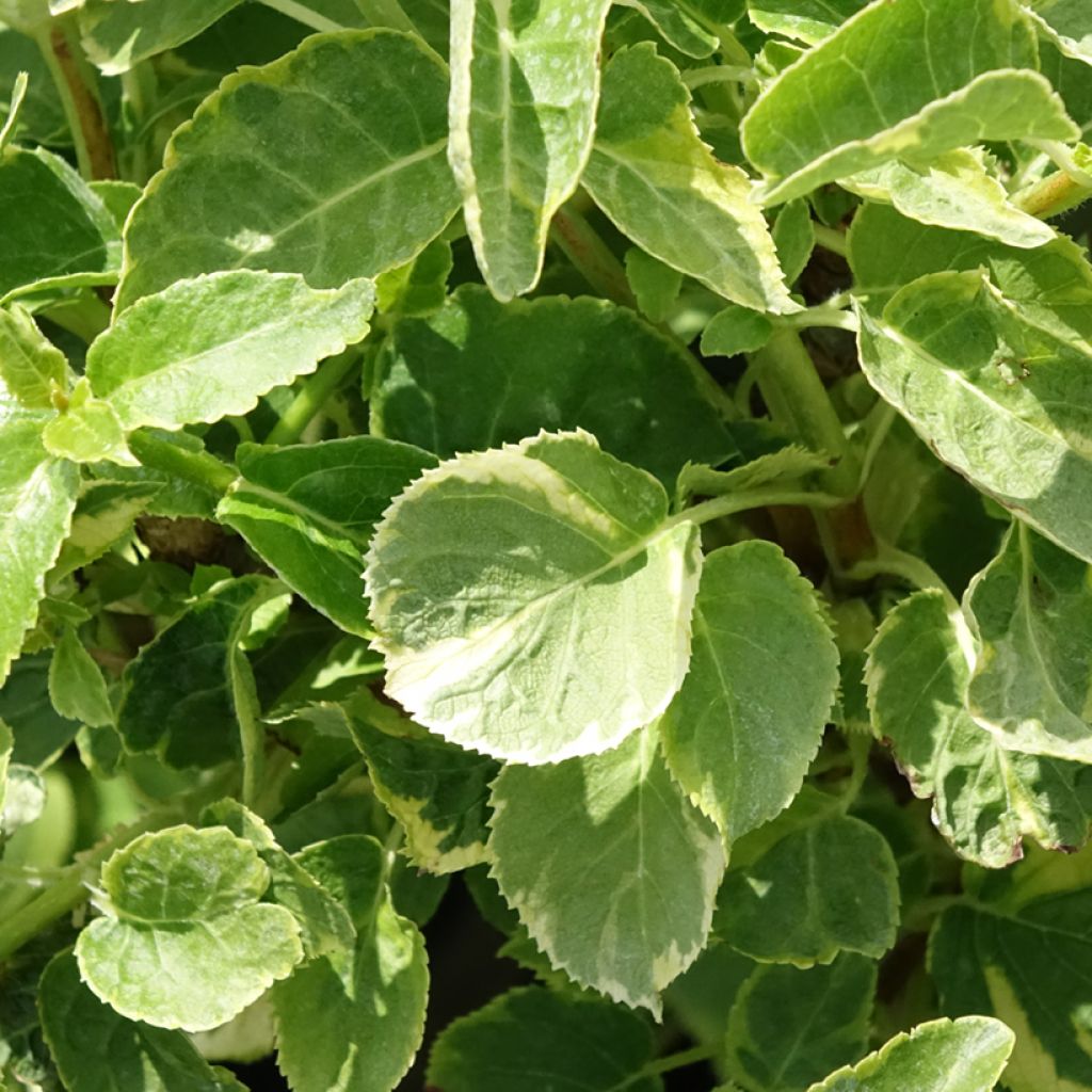 Hydrangea petiolaris Miranda - Klimhortensia