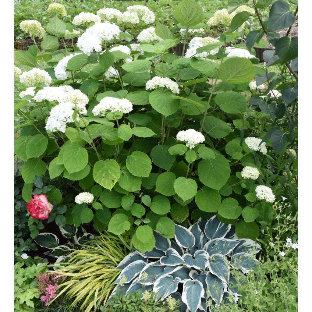 Hydrangea arborescens Annabelle - Sneeuwballenhortensia