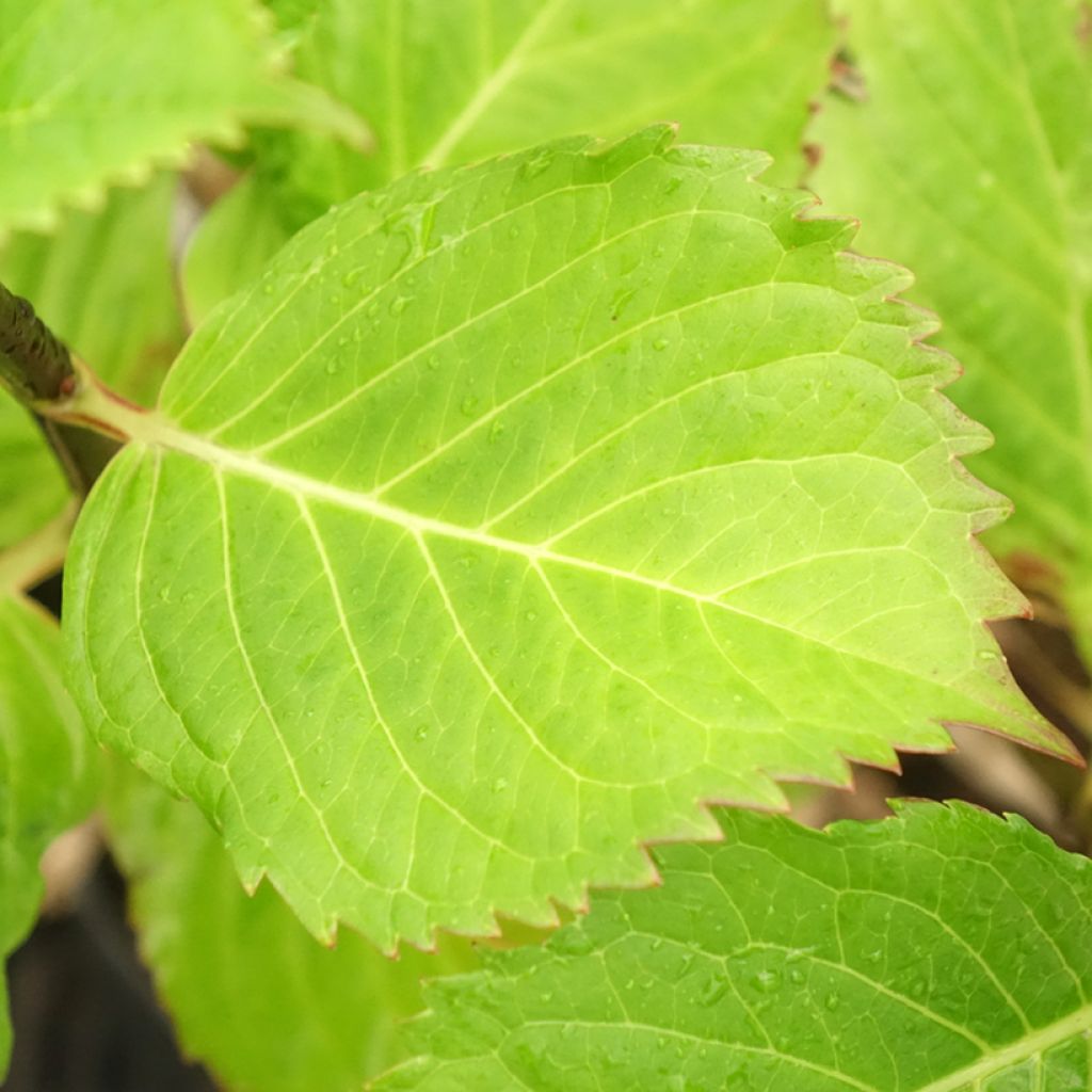 Hydrangea macrophylla Black Steel Purple - Bolhortensia