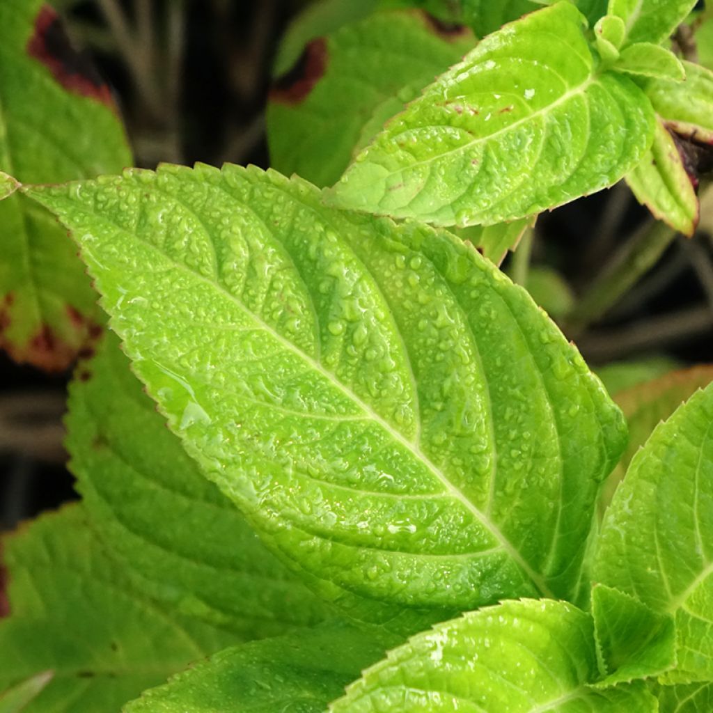 Hydrangea macrophylla Bouquet Rose - Bolhortensia roze