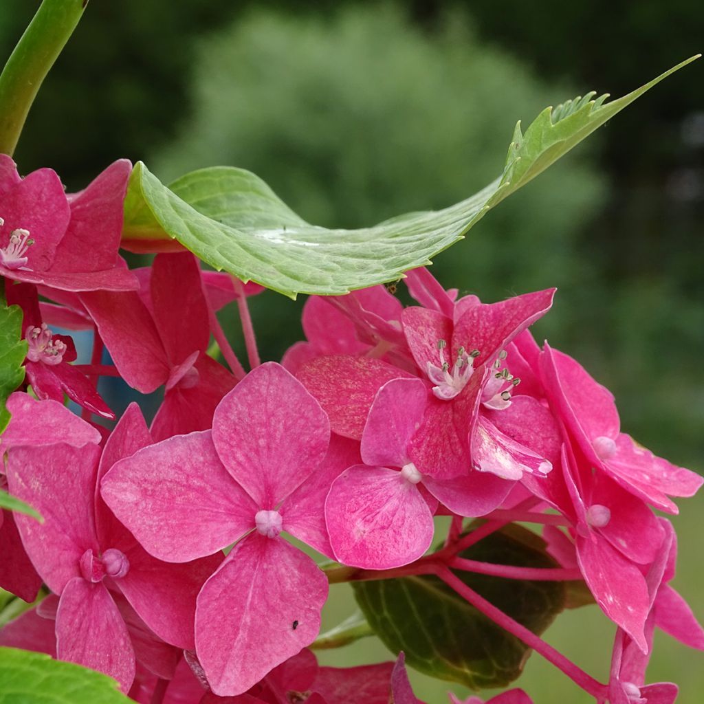 Hortensia macrophylla Constellation