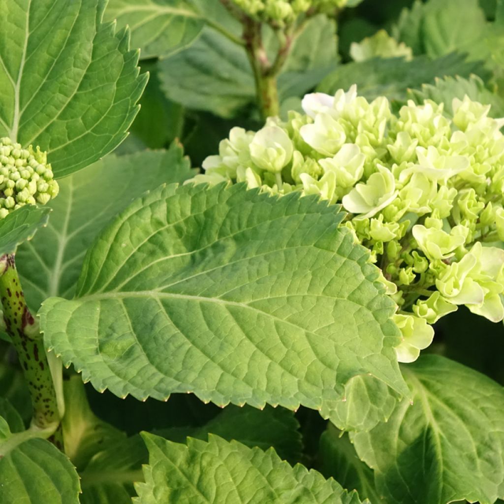 Hydrangea macrophylla Early Blue - Boerenhortensia