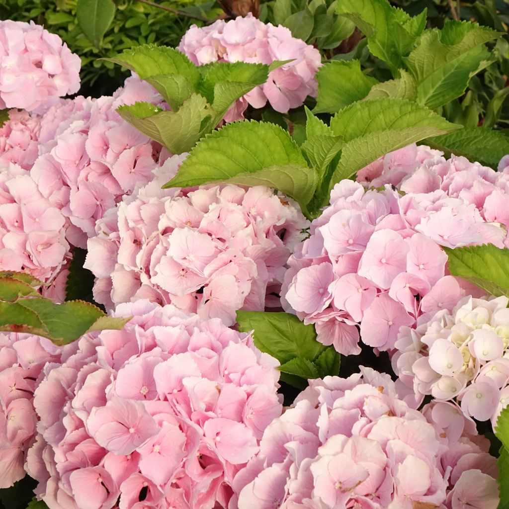 Hydrangea macrophylla Everbloom Pink Wonder - Boerenhortensia