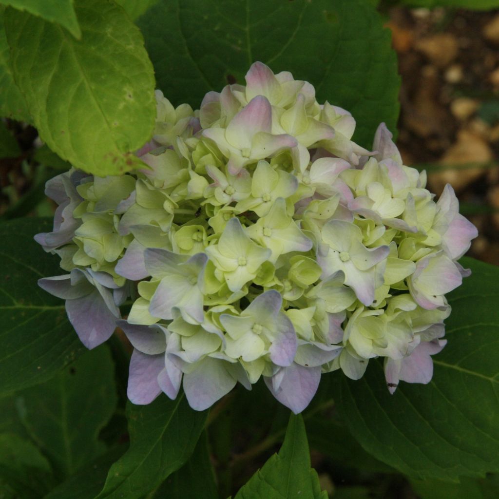 Hydrangea macrophylla Generale Vicomtesse de Vibraye - Bolhortensia
