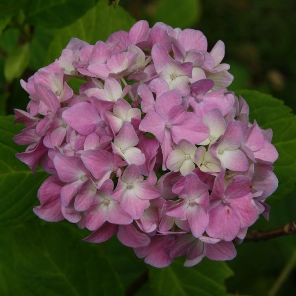 Hydrangea macrophylla Generale Vicomtesse de Vibraye - Bolhortensia