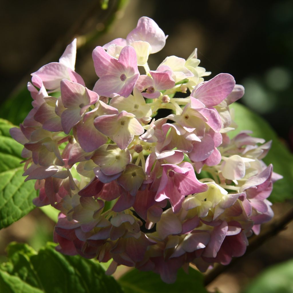 Hydrangea macrophylla Generale Vicomtesse de Vibraye - Bolhortensia