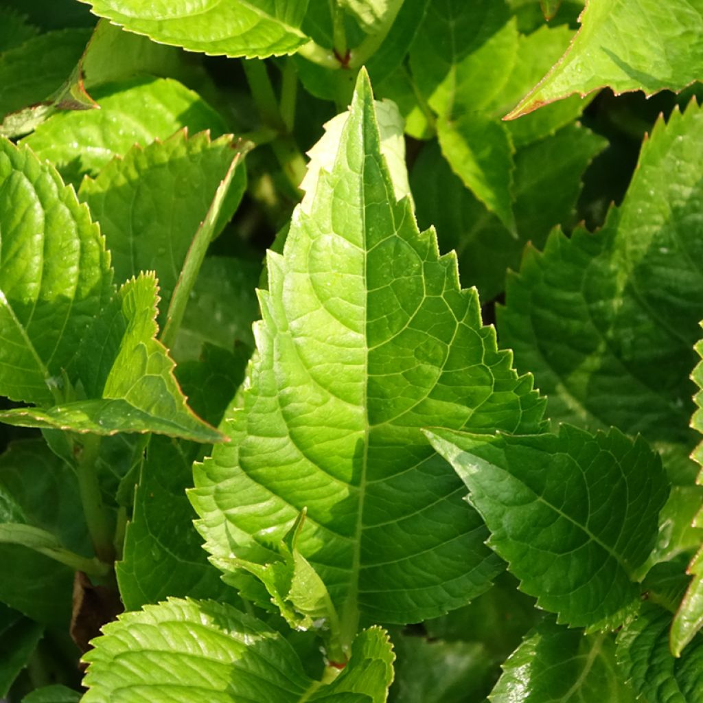 Hydrangea macrophylla Teller Kardinal - Bolhortensia