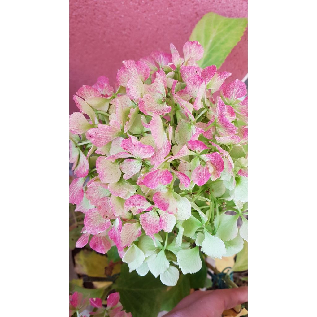 Hydrangea macrophylla Magical Jade - Bolhortensia