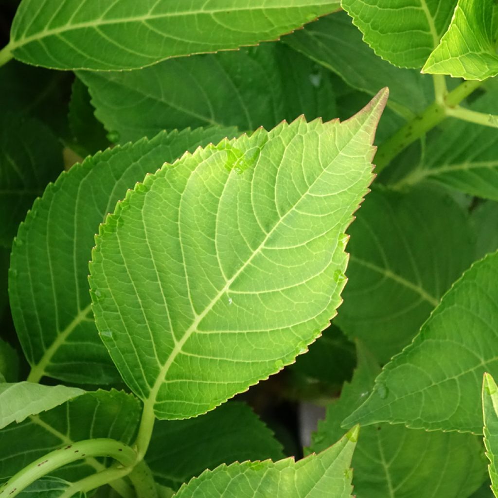 Hydrangea macrophylla Teller Messalina - Schermhortensia
