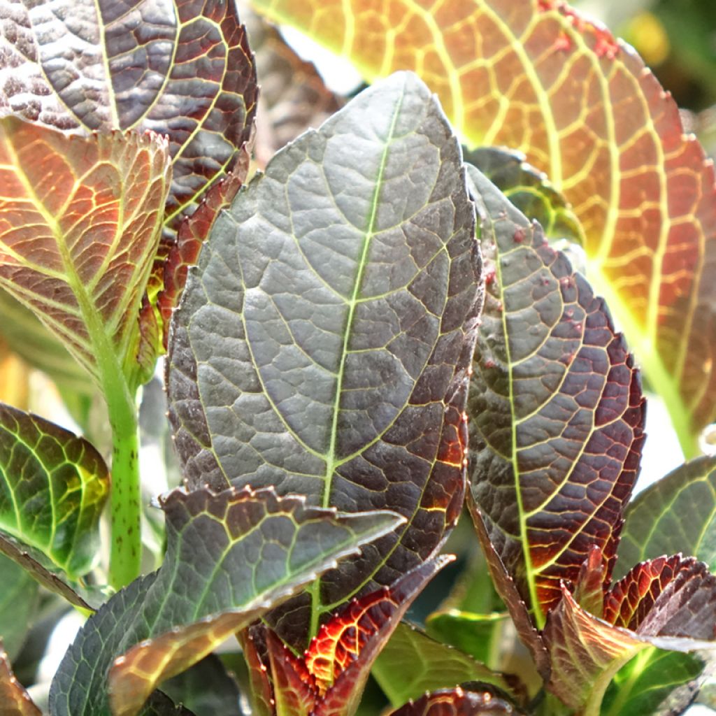 Hydrangea macrophylla Midnight Pearl - Hortensia