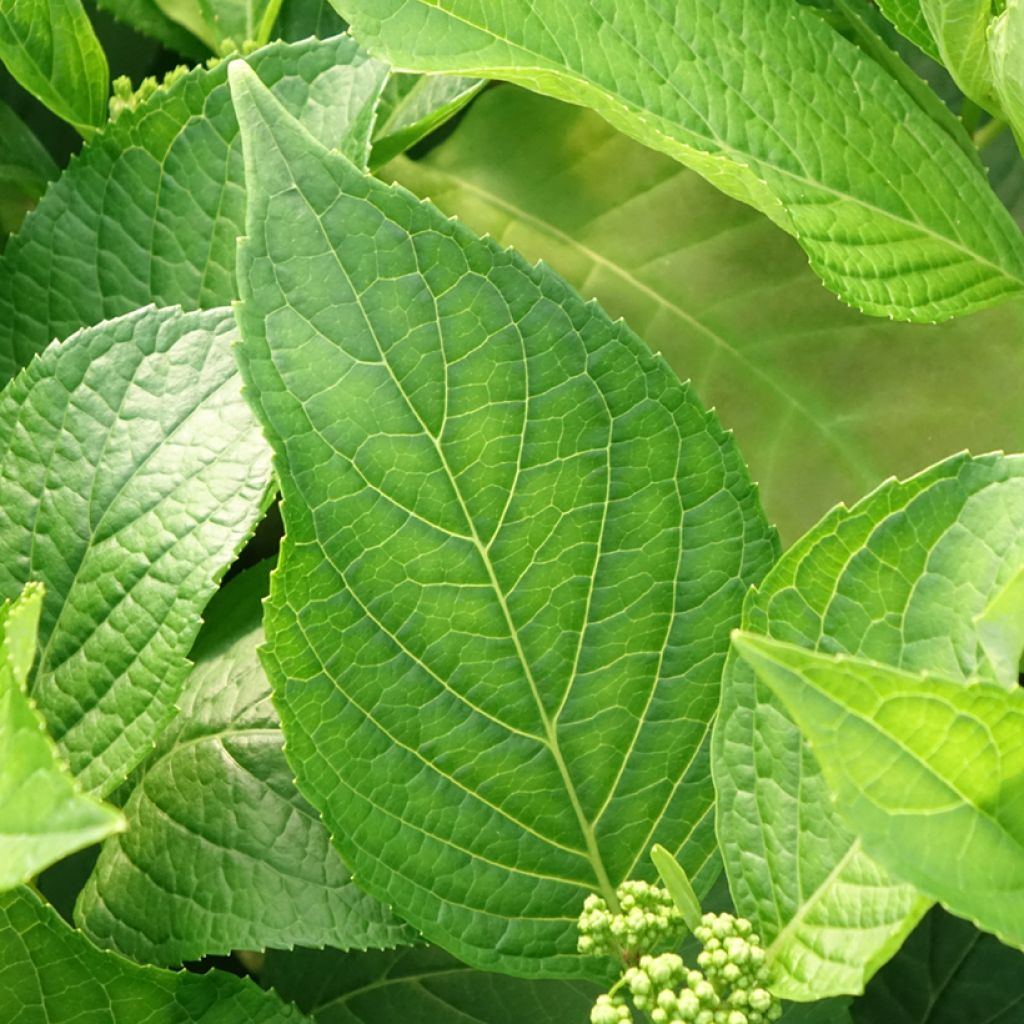 Hydrangea macrophylla Princess Diana - Bolhortensia