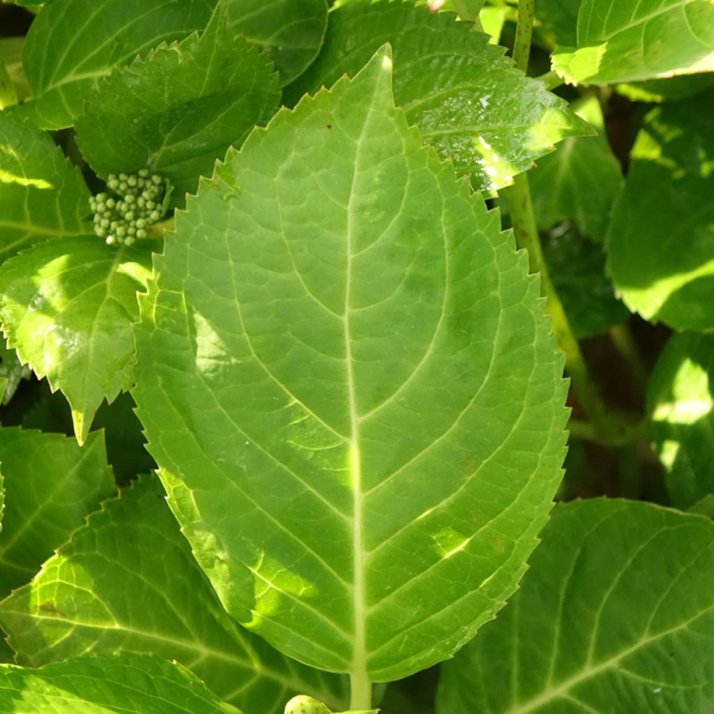 Hydrangea macrophylla Rahic - Bolhortensia