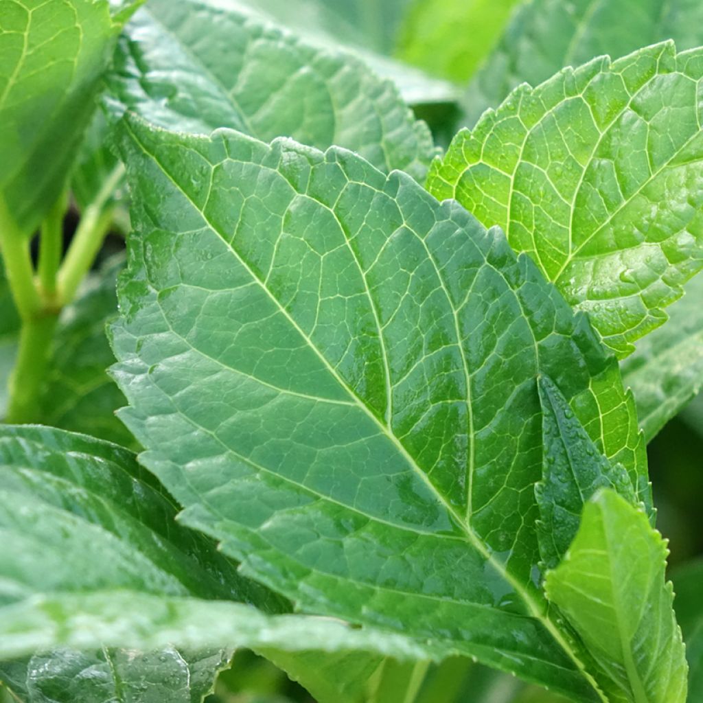Hydrangea macrophylla Soeur Thérèse - Bolhortensia