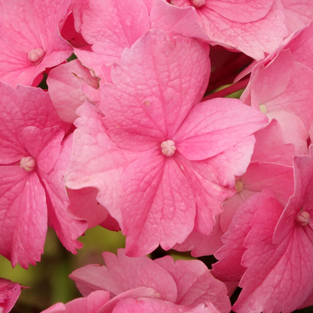 Hydrangea macrophylla Stellar - Bolhortensia roze