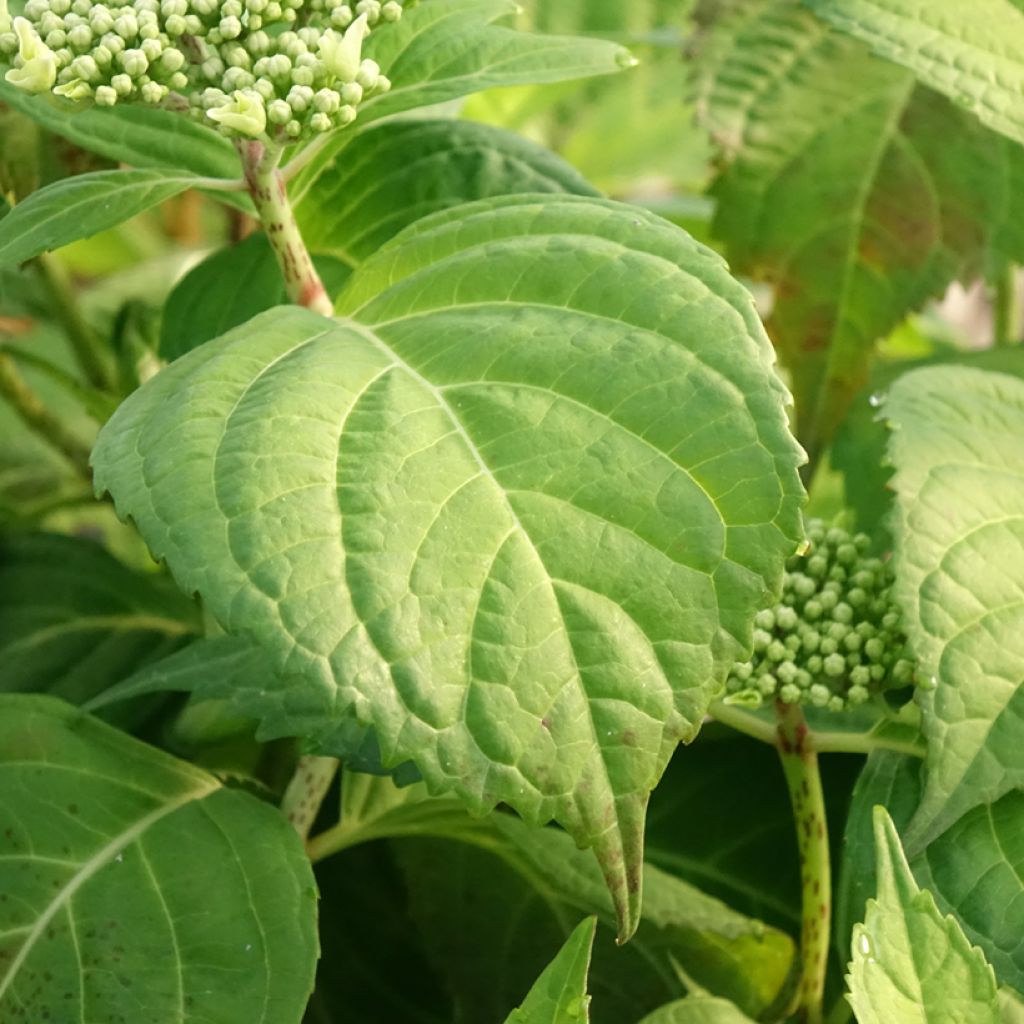Hydrangea macrophylla Veitchii - Schermhortensia