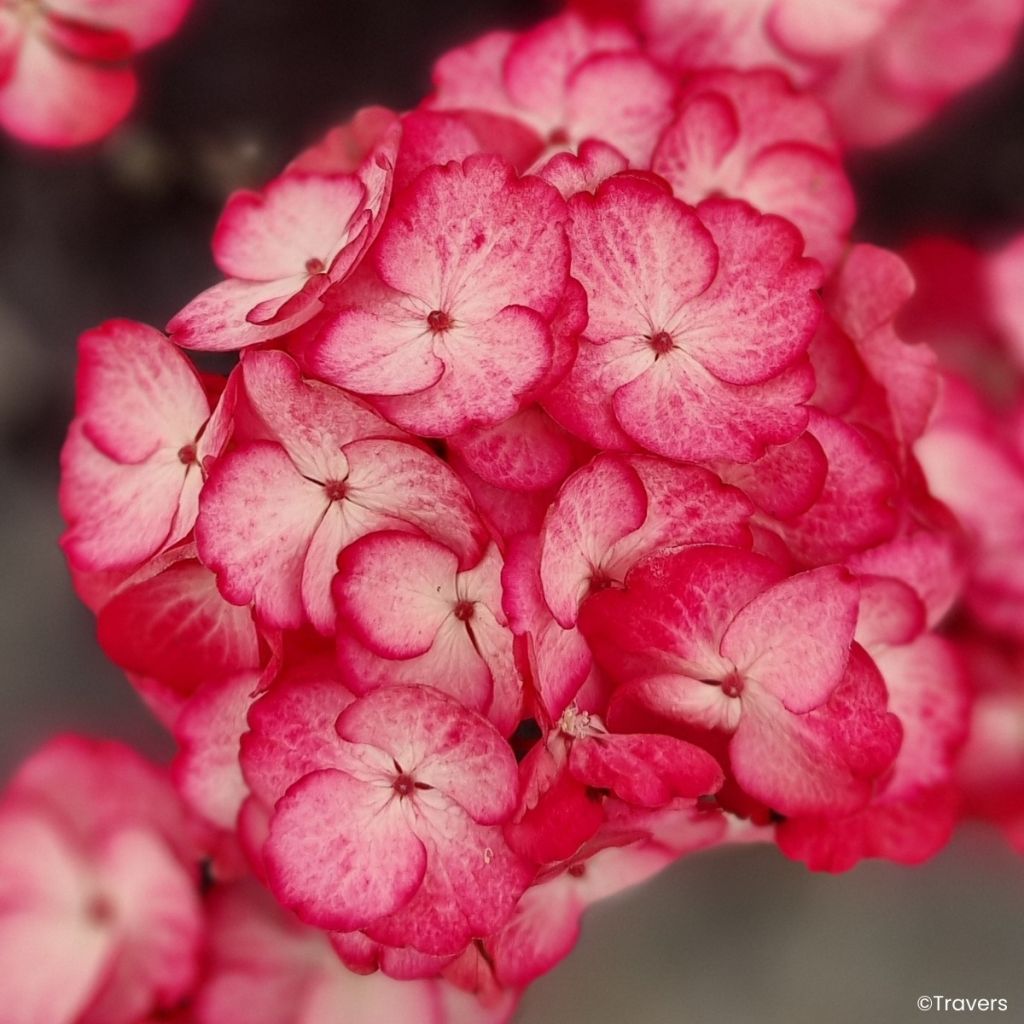 Hydrangea Black Velvet Darbi - Bolhortensia
