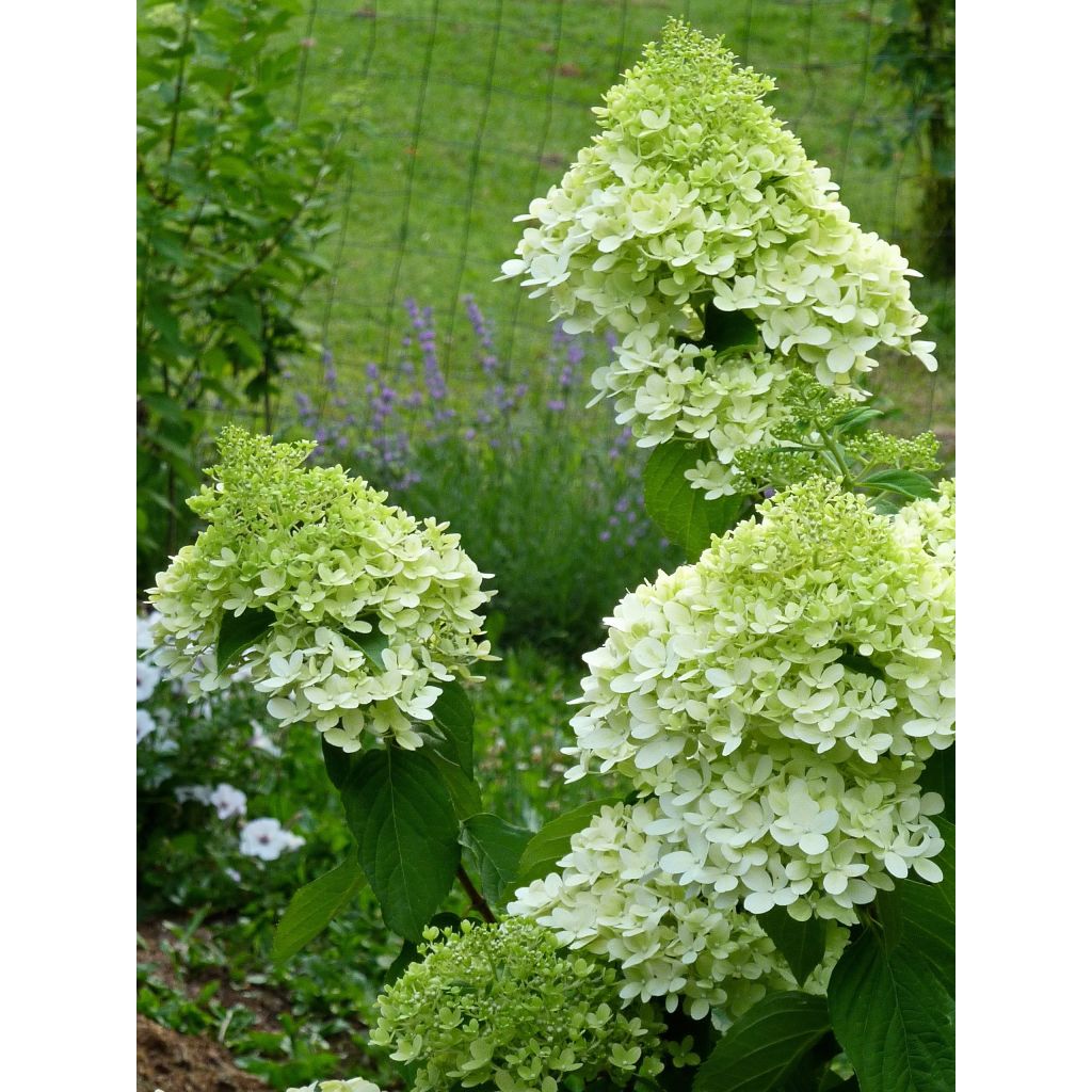 Hydrangea paniculata Limelight - Pluimhortensia