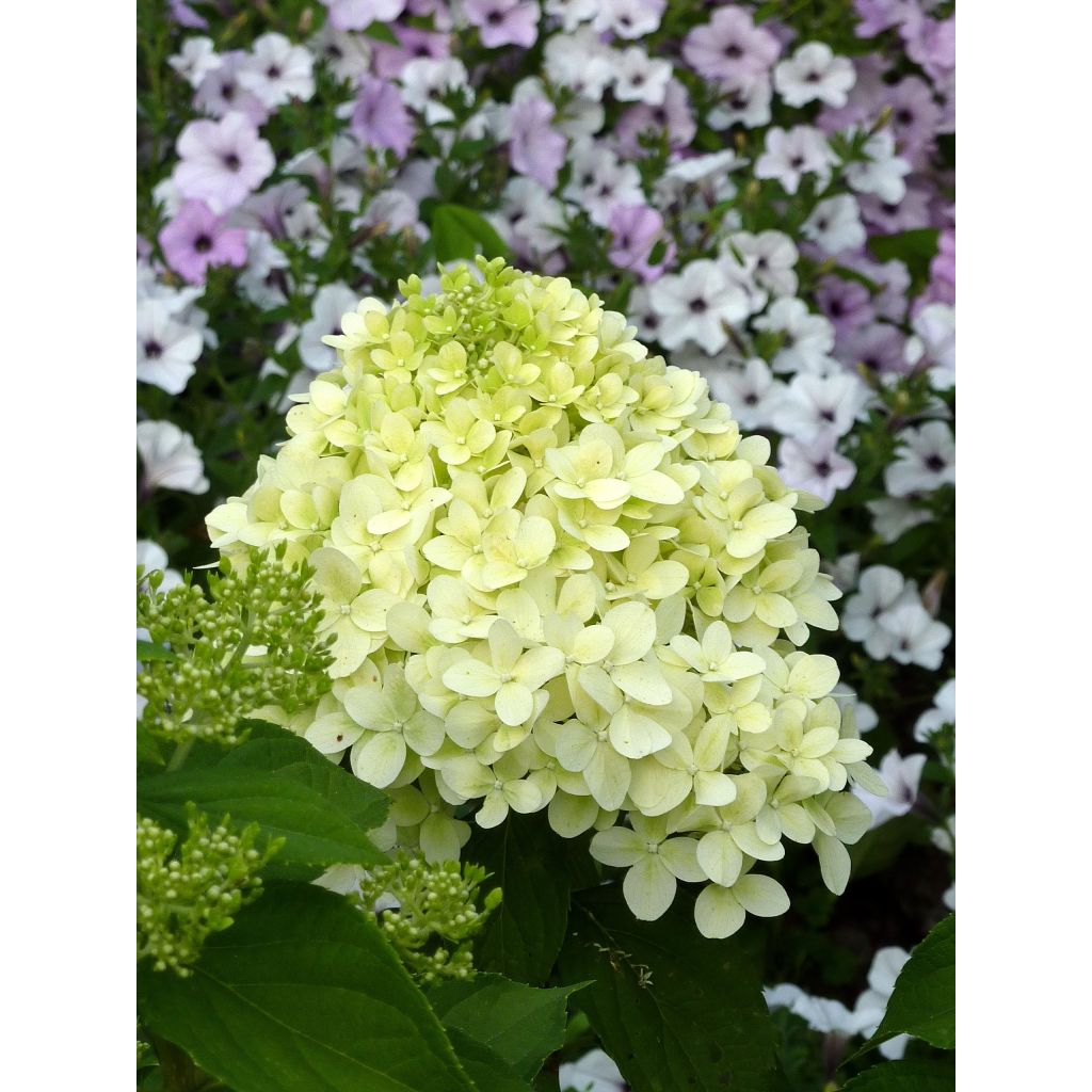 Hydrangea paniculata Limelight - Pluimhortensia