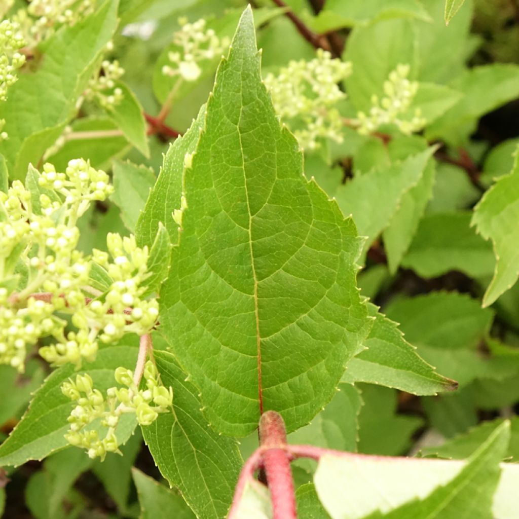 Hydrangea paniculata Pinkachu - Pluimhortensia